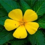 Damiana