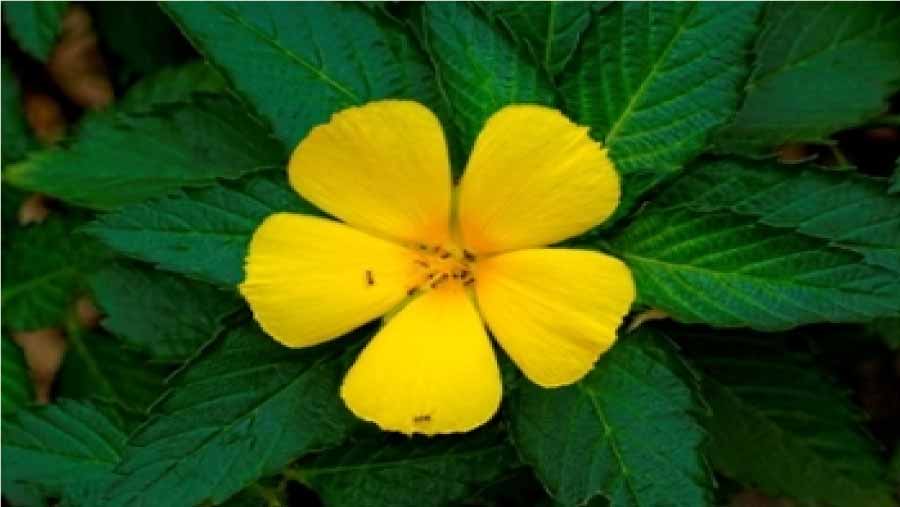 Damiana