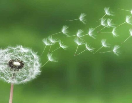 Diente-de-león 