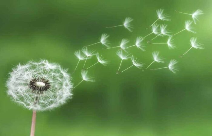 Diente-de-león 
