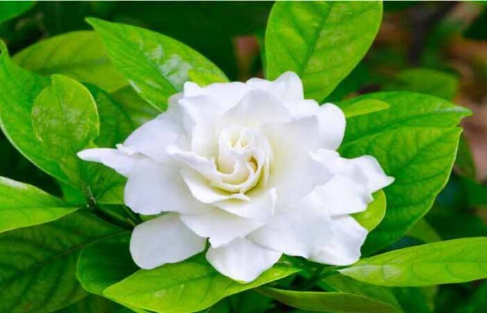 Gardenia