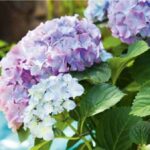 Hortensias