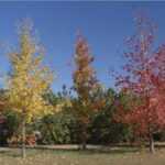 Liquidambar