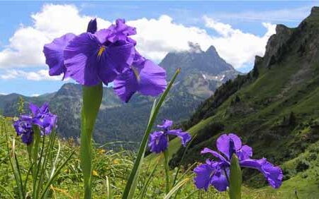 Lirios-Belleza,-Aroma,-Pasión,-Elegancia-Y-Amor