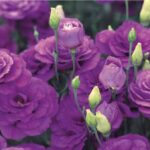 Lisianthus-o-Eustoma