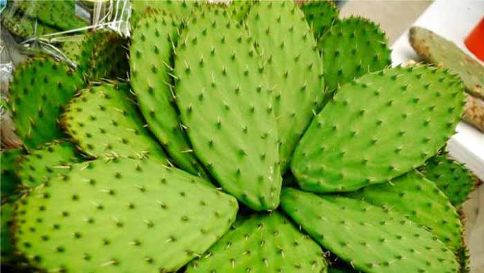 Nopal