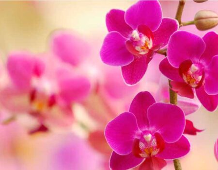 Orquídeas-Belleza-Y-Elegancia-En-Tu-Hogar-o-Jardín