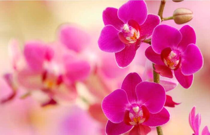 Orquídeas-Belleza-Y-Elegancia-En-Tu-Hogar-o-Jardín