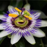 Pasiflora