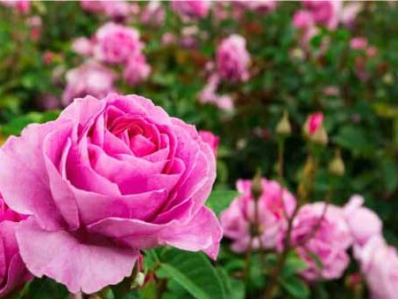 Rosas Una Guía Completa para su Significado, Cultivo, y Uso