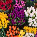 Tulipán-Características-y-Cuidados-Todo-lo-que-necesitas-saber