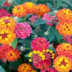 Verbena