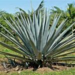 Agave