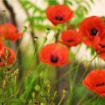 Amapola