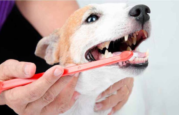 Aseo-dental-para-perros