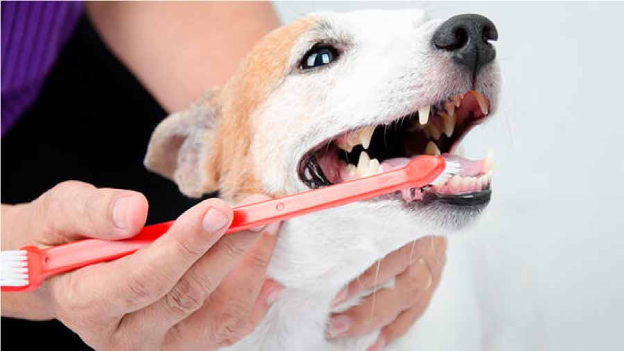 Aseo-dental-para-perros
