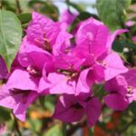 Bougainvillea