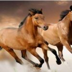 Caballos