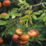 Copaiba