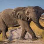 Elefante