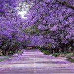 Jacaranda