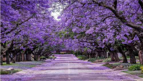 Jacaranda
