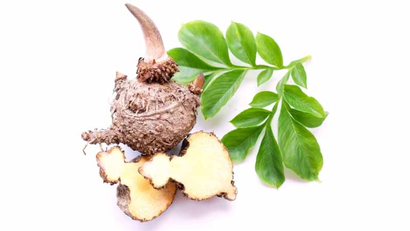 Konjac