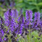 Salvia