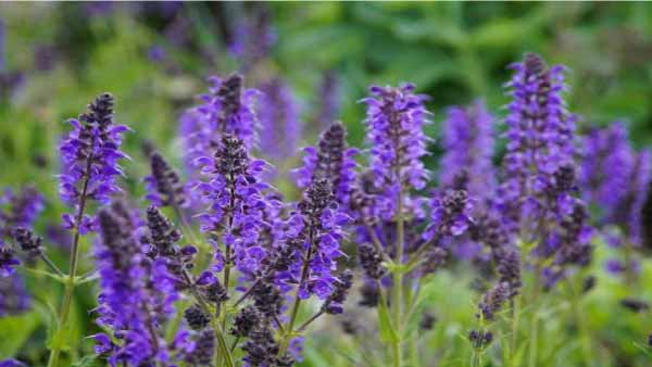 Salvia