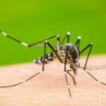 Campañas-de-prevención-del-Dengue