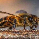 Abejas