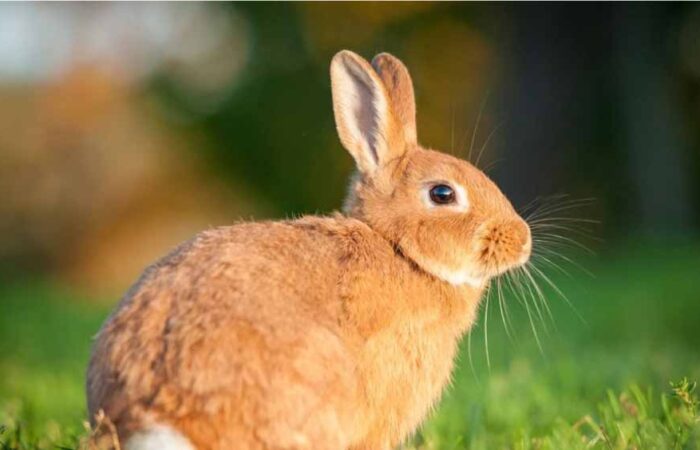 Animales Domésticos para Niños