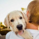 Como-Cuidar-a-un-Perro
