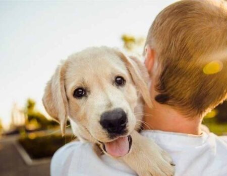 Como-Cuidar-a-un-Perro