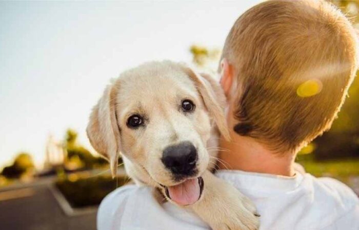 Como-Cuidar-a-un-Perro