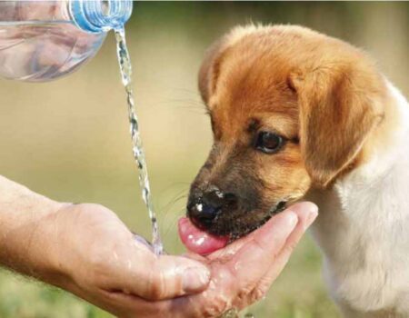 Cuidado-de-los-Animales