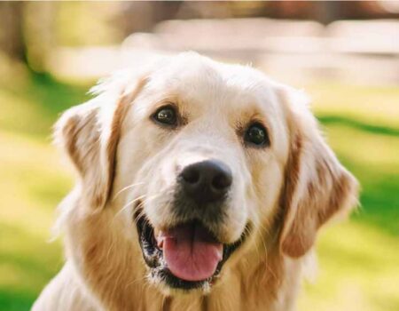 Descripción de un Perro