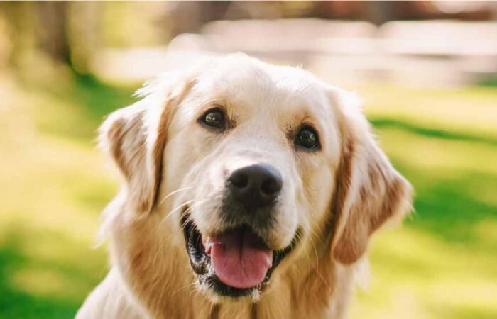 Descripción de un Perro