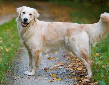 Descripción-de-un-Perro-para-Niños