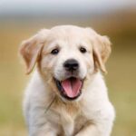 Información Sobre Los Perros