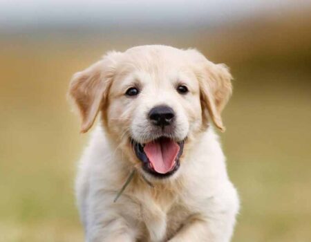 Información Sobre Los Perros