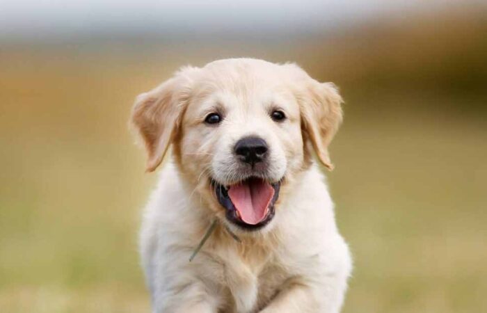 Información Sobre Los Perros