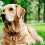 Las-Mascotas-Mueren-para-Salvar-a-su-Dueño