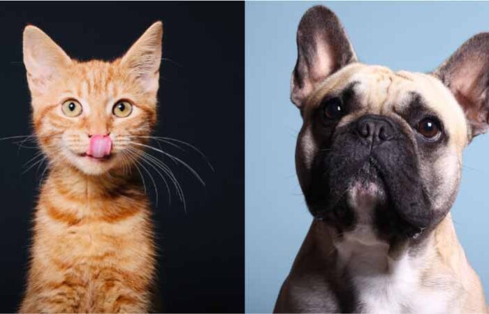 Mascotas-para-Niños