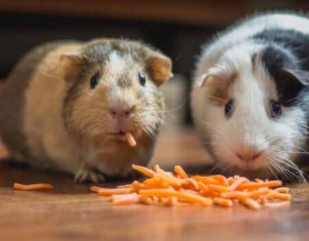 Animales-Pequeños-para-Tener-en-Casa