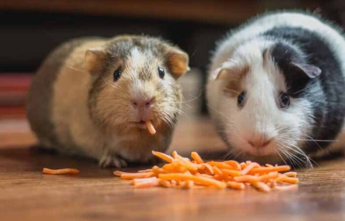 Animales-Pequeños-para-Tener-en-Casa