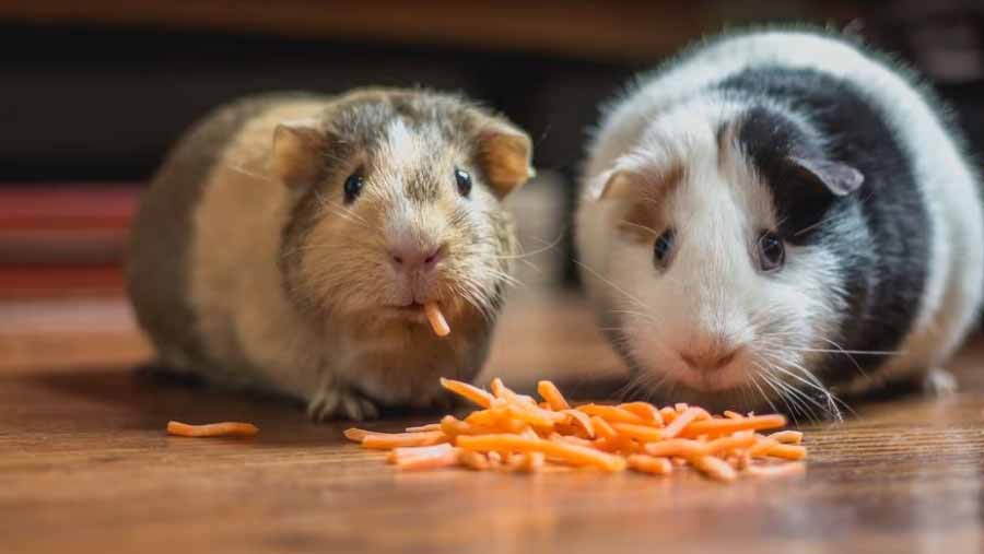 Animales-Pequeños-para-Tener-en-Casa
