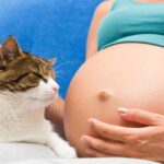 Beneficios-de-Tener-un-Gato-durante-el-Embarazo