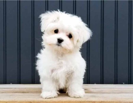 Beneficios-de-Tener-un-Perro