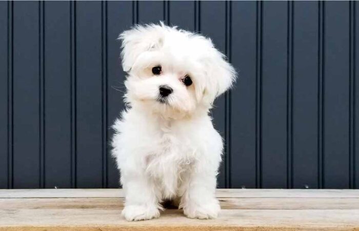 Beneficios-de-Tener-un-Perro